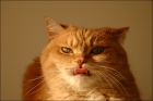 Photo gratuite chats