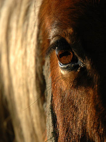 Chevaux 5