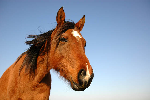 Chevaux 7