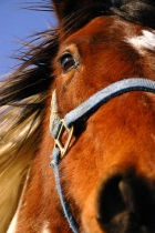 Photo gratuite chevaux