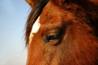 Photo gratuite chevaux