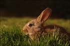 Photo gratuite lapin