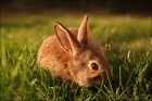 Photo gratuite lapin