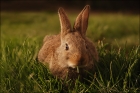 Photo gratuite lapin