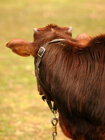 Vache 1