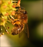 Photo gratuite abeilles