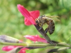 Photo gratuite abeilles