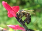 Photo gratuite abeilles