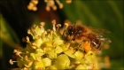 Photo gratuite abeilles