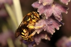 Photo gratuite abeilles