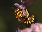 Photo gratuite abeilles