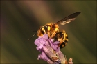 Photo gratuite abeilles