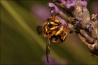 Photo gratuite abeilles