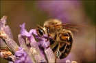 Photo gratuite abeilles