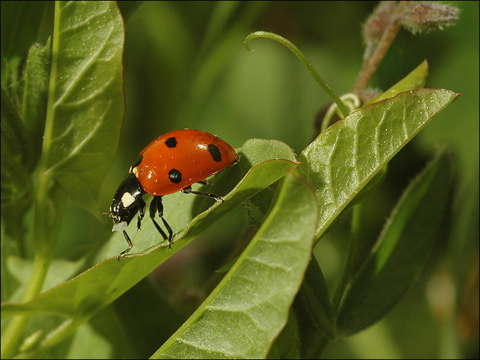 Coccinelle 1