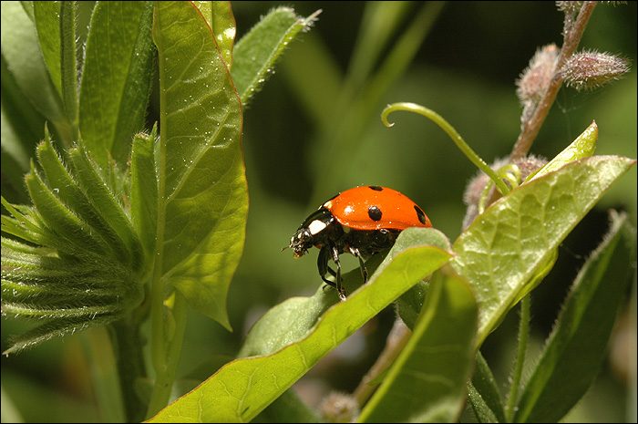 Coccinelle 2