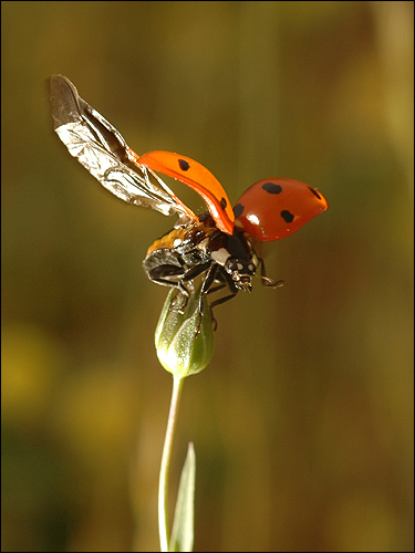 Coccinelle 3