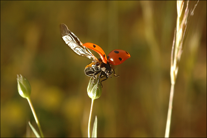 Coccinelle 4