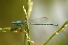 Photo gratuite libellules