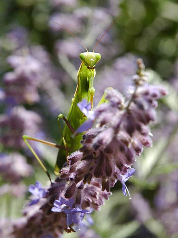 Mante religieuse 3