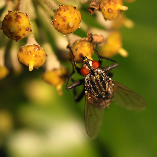 Mouche 1