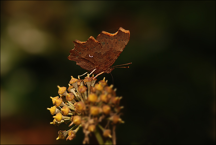 Papillon 1