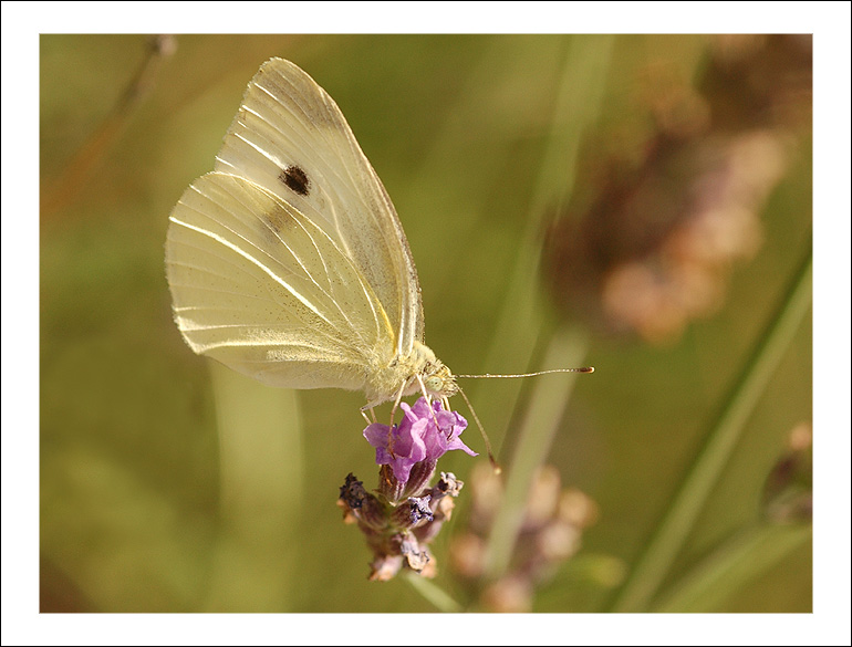 Papillon 10