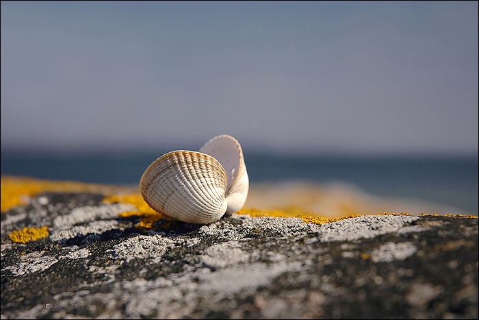 Coquillage 2