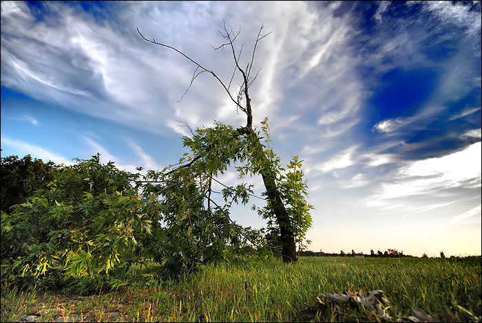 Arbre 2