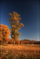 Photo gratuite arbres