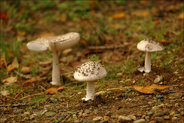 Champignon 1