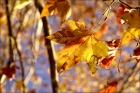 Photo gratuite feuilles