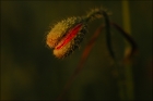 Photo gratuite fleurs