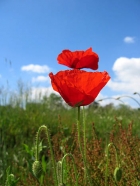 Photo gratuite fleurs