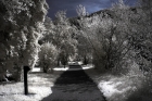 Photo gratuite infrarouge