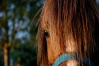 Photo gratuite chevaux