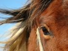 Photo gratuite chevaux