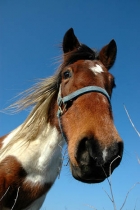 Photo gratuite chevaux