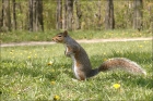 Photo gratuite ecureuil