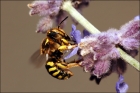 Photo gratuite abeilles