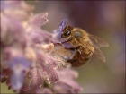 Photo gratuite abeilles