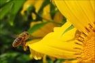 Photo gratuite abeilles