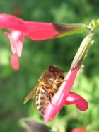 Photo gratuite abeilles