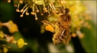 Photo gratuite abeilles