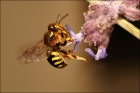 Photo gratuite abeilles