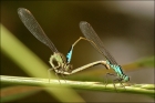 Photo gratuite libellules