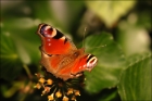 Photo gratuite papillons