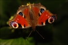 Photo gratuite papillons