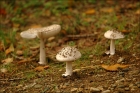 Photo gratuite champignons